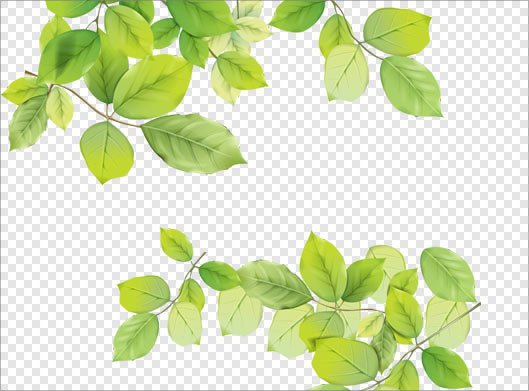 فایل ترانسپرنت و دوربری شده برگهای سبز درخت با پسوند png