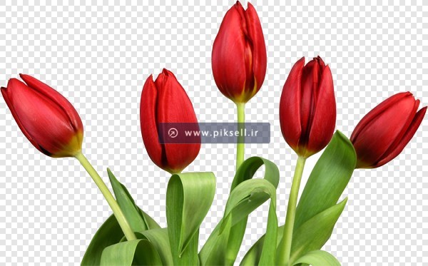 دانلود فایل دوربری شده و ترانسپرنت گل های زیبای لاله قرمز با پسوند png