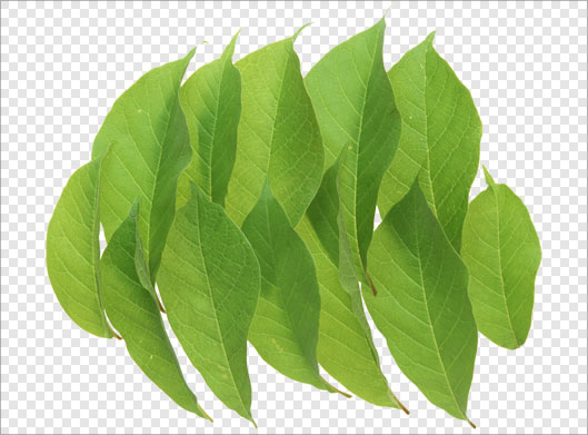 فایل png دوربری شده برگ های سبز درخت