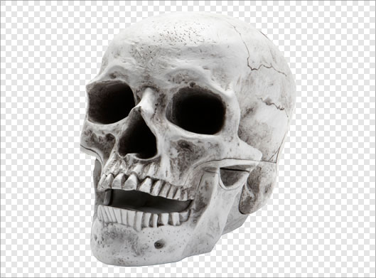 دانلود فایل png ترانسپرنت و دوربری شده جمجمه و اسکلت سر انسان