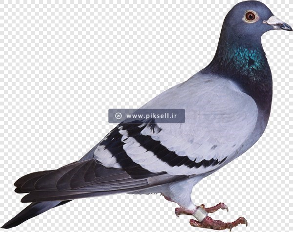 دانلود فایل دوربری شده و پی ان جی (png) کبوتر
