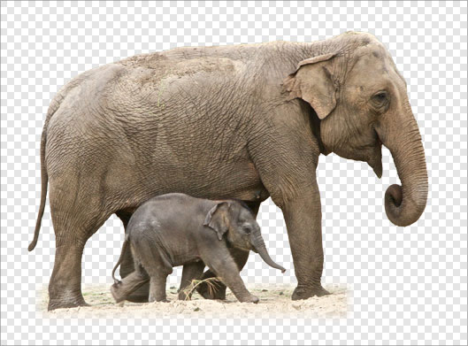 فایل Png ترانسپرنت و دوربری شده فیل و بچه فیل