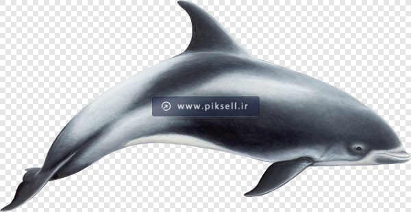 فایل دوربری شده و ترانسپرنت کوسه و وال (نهنگ) با فرمت png