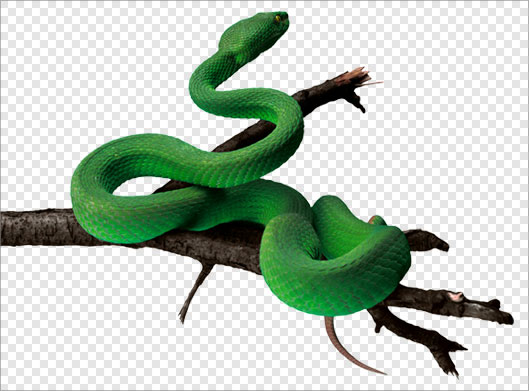 فایل png مار سبز روی درخت بصورت ترانسپرنت و دوربری شده
