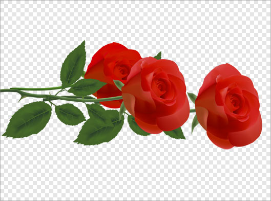 دانلود فایل png دوربری شده دسته گلهای رز قرمز