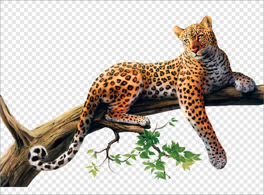 فایل دوربری شده با طرح چیتا یا پلنگ نشسته روی درخت با فرمت png