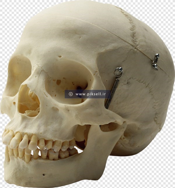 دانلود فایل png دوربری شده اسکلت سر انسان (جمجمه)