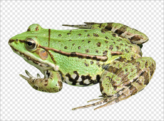 فایل png تصویر دوربری شده و ترانسپرنت وزغ یا قورباغه سبز