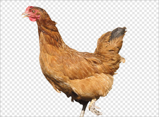 دانلود فایل png دوربری شده مرغ قهوه ای (ترانسپرنت)