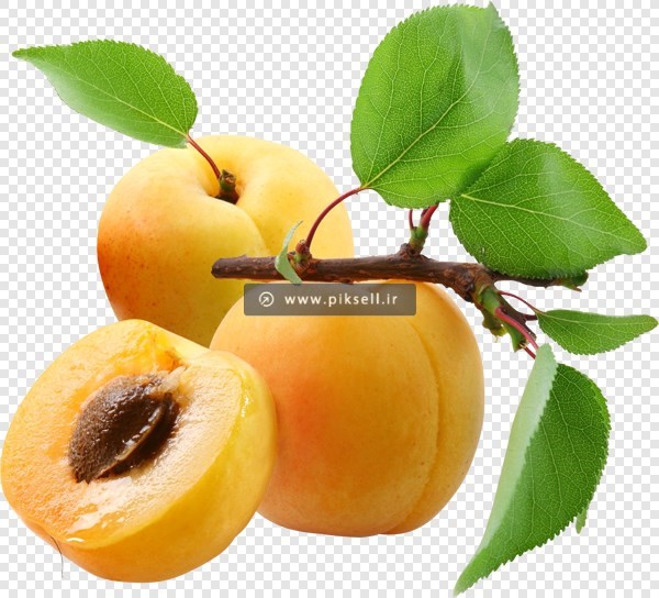 فایل دوربری شده شاخه درخت هلو با فرمت png