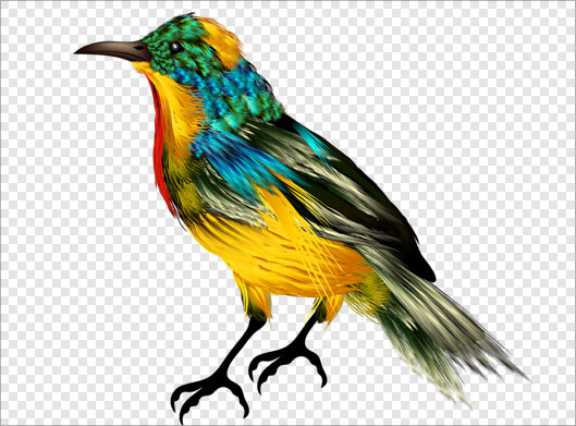 فایل png دوربری شده و ترانسپرنت پرنده رنگی