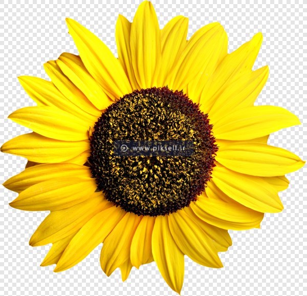 فایل دوربری شده گل زیبای آفتابگردان زرد با پسوند png