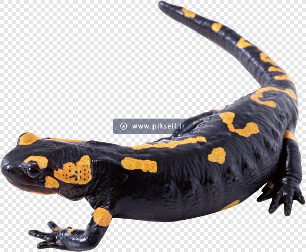 دانلود فایل png دوربری شده و ترانسپرنت سمندر سیاه