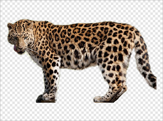 دانلود فایل دوربری شده چیتا یا یوزپلنگ وحشی با پسوند png