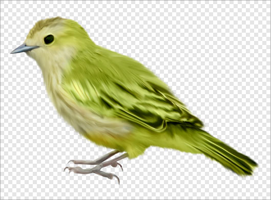 فایل دوربری شده و ترانسپرنت پرنده و قناری زرد با فرمت png
