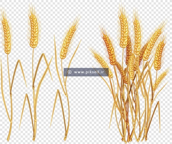 فایل دوربری شده و ترانسپرنت گندم و خوشه های طلایی گندم با فرمت png