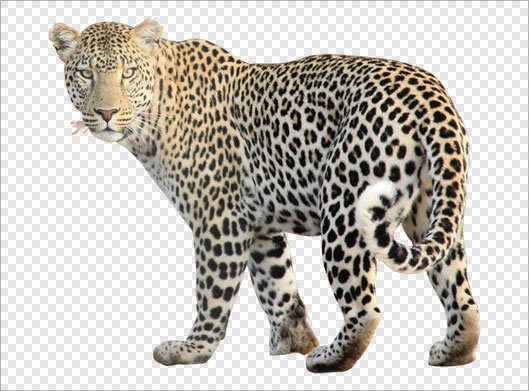 دانلود فایل png دوربری شده و ترانسپرنت پلنگ ، یوزپلنگ یا چیتا