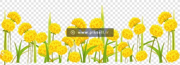 فایل png دشت گل های زرد زیبا بصورت دوربری شده