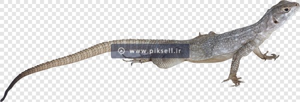 فایل دوربری شده و ترانسپرنت مارمولک و سوسمار کوچک با فرمت png