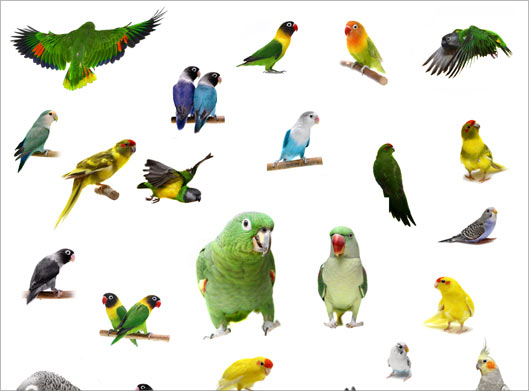 عکس با کیفیت از مجموعه طوطی با نژادهای مختلف با فرمت jpg