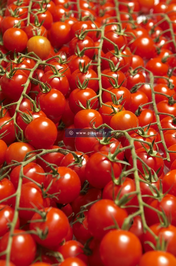 عکس با کیفیت از گوجه ها و شاخه با فرمت jpg