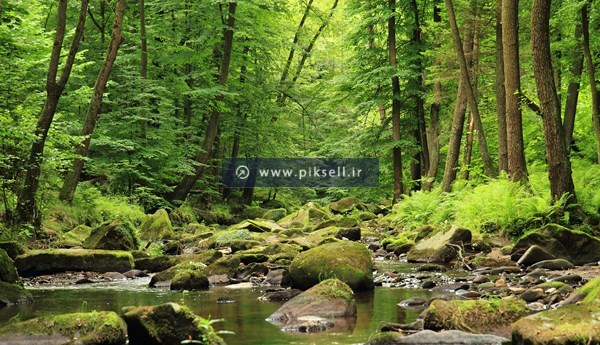 عکس با کیفیت از نمای جنگل سبز و صخره های سبز با فرمت jpg