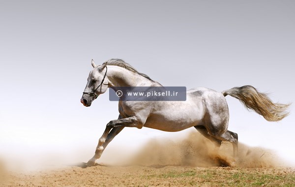 تصویر با کیفیت از اسب وحشی در حال یورتمه رفتن