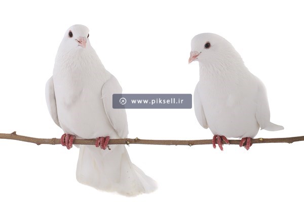 عکس با کیفیت از د. کفتر سفید نشسته روی چوب