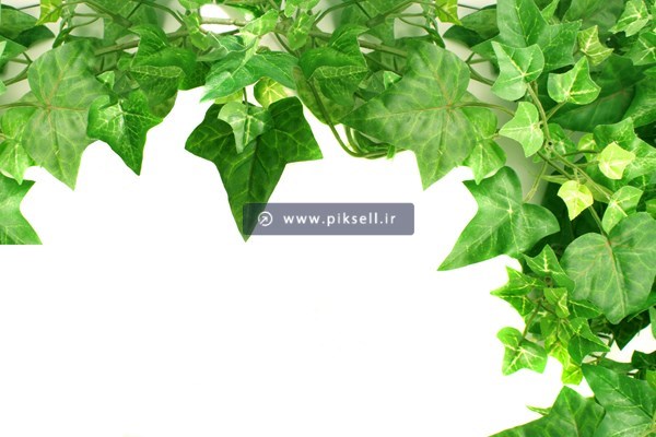 عکس با کیفیت ازقاب پیچک از سمت بالا و راست زمینه