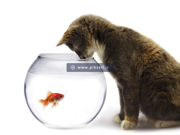 عکس با کیفیت از گربه بالای سر تنگ ماهی