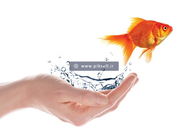 عکس با کیفیت از پریدن ماهی قرمز از روی دست