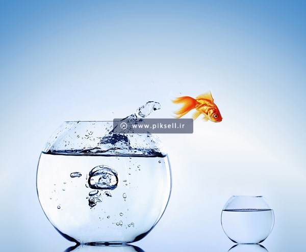 عکس با کیفیت از ماهی قرمز در حال رفتن به تنگ آب کوچک