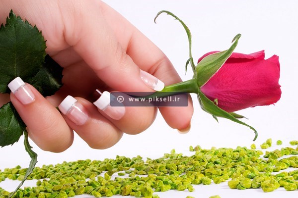 عکس با کیفیت از غنچه گل صورتی در دست با ناخن ترمیم شده