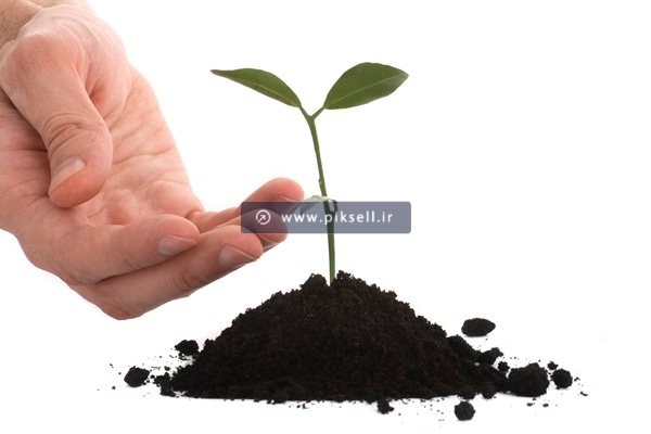 عکس با کیفیت از کاشت گیاه و رشد آن (نهال)
