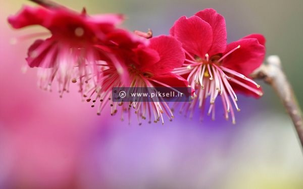 عکس با کیفیت از شکوفه های صورتی پررنگ