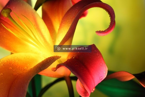 عکس با کیفیت از گل لیلیوم نارنجی
