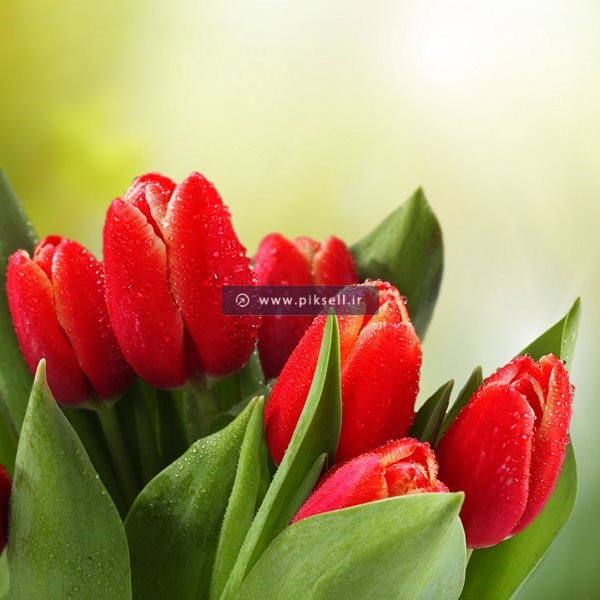 عکس با کیفیت از دسته گل لاله