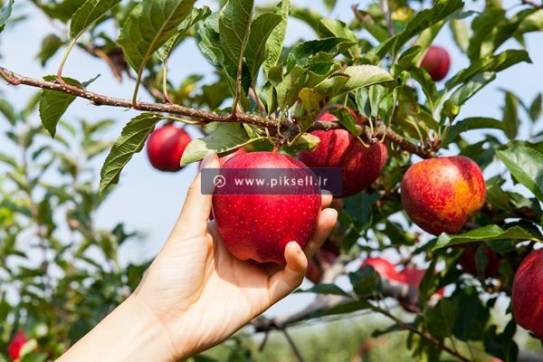 عکس با کیفیت از درخت سیب قرمز