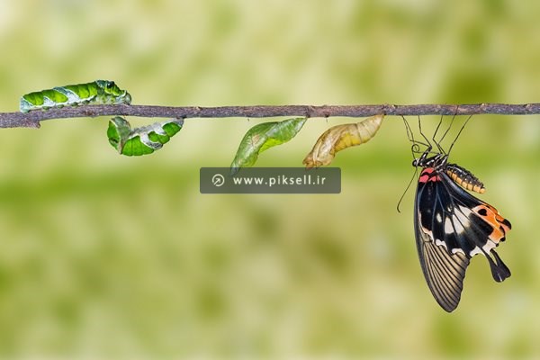 عکس با کیفیت از مراحل تبدیل کرم ابریشم به پروانه