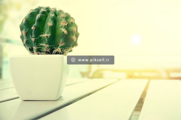 عکس با کیفیت از کاکتوس روی میز چوبی