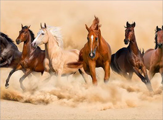 عکس با کیفیت از دویدن گله اسب وحشی در ماسه
