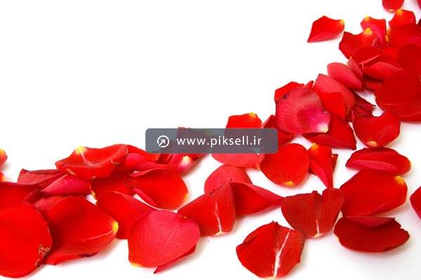 عکس با کیفیت از گلبرگ های قرمز