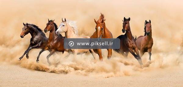 عکس با کیفیت از دویدن گله اسب وحشی در ماسه