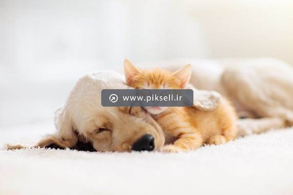 عکس با کیفیت از دوستی سگ و گربه