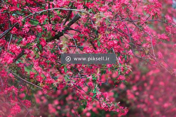 عکس با کیفیت از درخت پر از شکوفه های صورتی