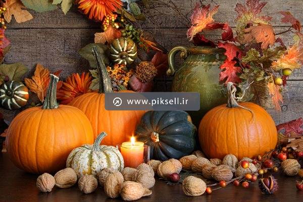 عکس با کیفیت از کدوهای تنبل خشک شده