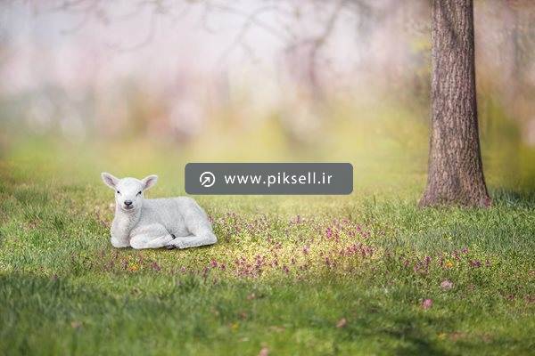 عکس با کیفیت از بره کوچک در دشت