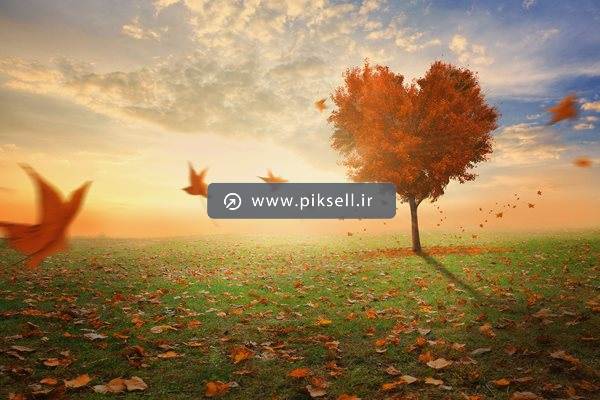 عکس با کیفیت از پاییز و درخت قلبی شکل