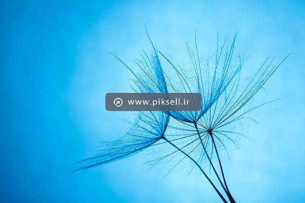 عکس با کیفیت از پرهای قاصدک