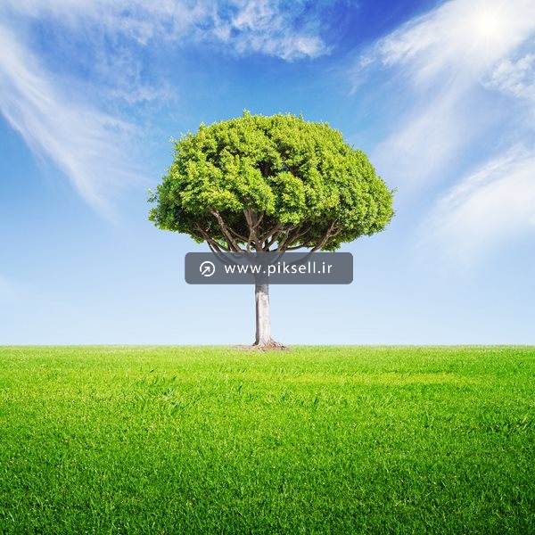 عکس با کیفیت از درخت تنها در دشت